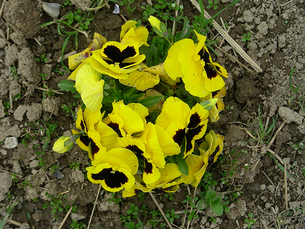 pansy in flower